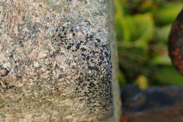 Image of lecidea lichen