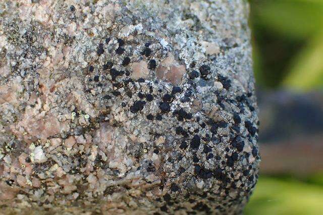 Image of lecidea lichen