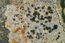 Image of Gray-orange disk lichen;   Lecidea lichen