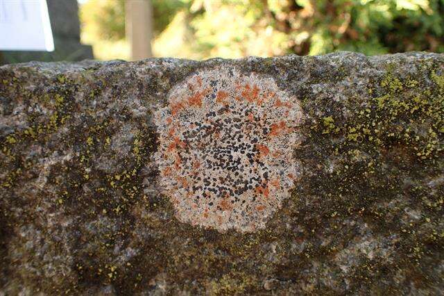 Image of Gray-orange disk lichen;   Lecidea lichen