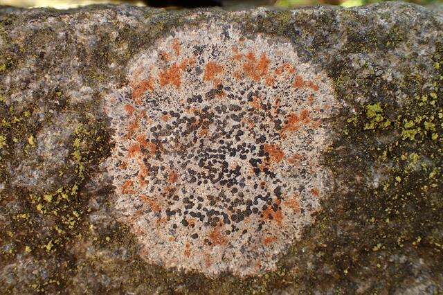 Image of Gray-orange disk lichen;   Lecidea lichen