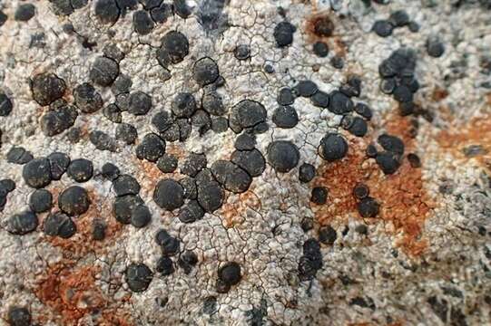 Image of Gray-orange disk lichen;   Lecidea lichen