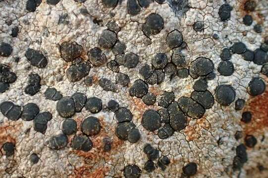 Image of Gray-orange disk lichen;   Lecidea lichen