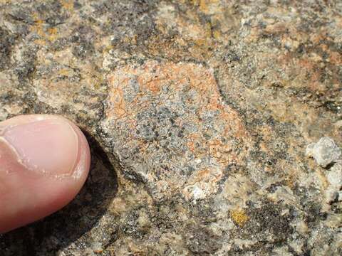 Image of Gray-orange disk lichen;   Lecidea lichen