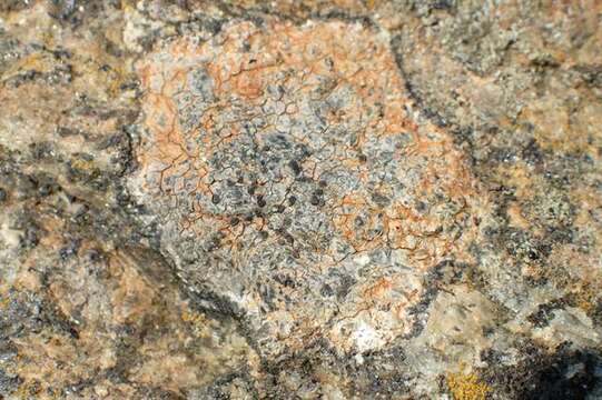 Image of Gray-orange disk lichen;   Lecidea lichen