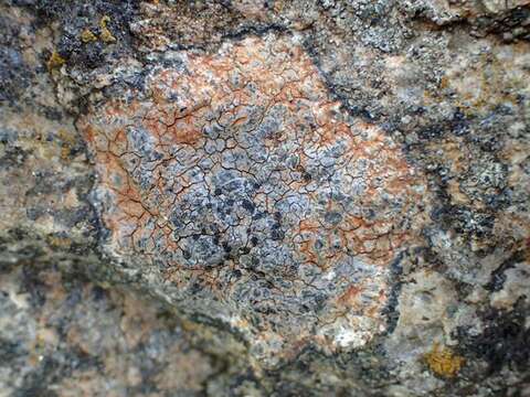 Image of Gray-orange disk lichen;   Lecidea lichen