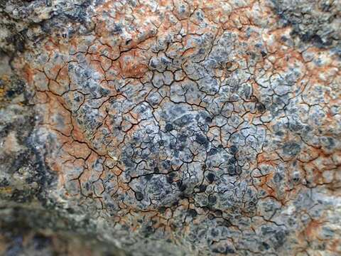 Image of Gray-orange disk lichen;   Lecidea lichen