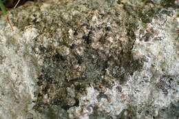 Image of lecidella lichen