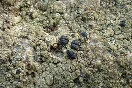 Image of lecidella lichen