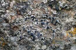 Image of lecidella lichen