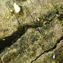 Image of dot lichen