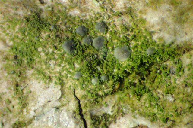 Image of dot lichen