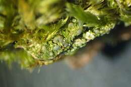 Image of dot lichen