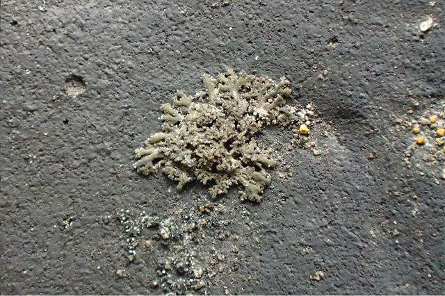 Image of Shadow lichens