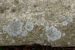 Image of Blue-gray rosette lichen