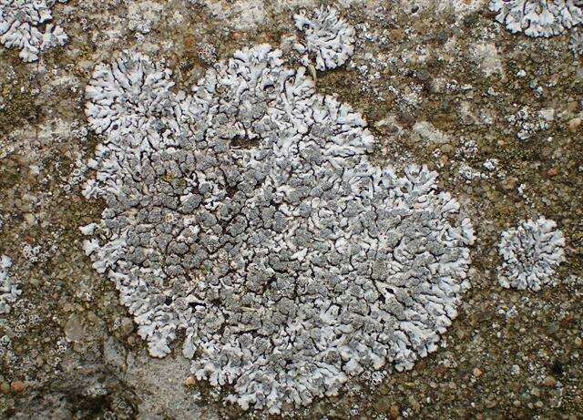 Image of Blue-gray rosette lichen