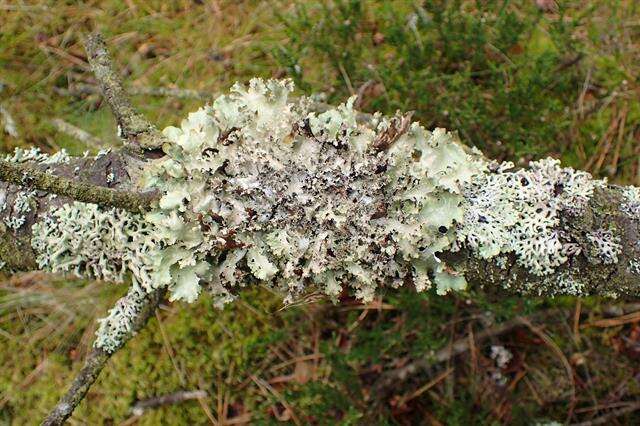 Image of ragged lichen