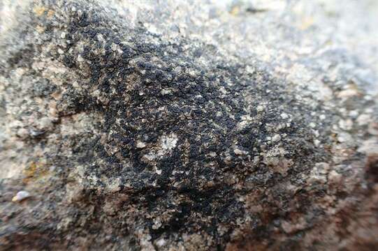 Image of polysporina lichen