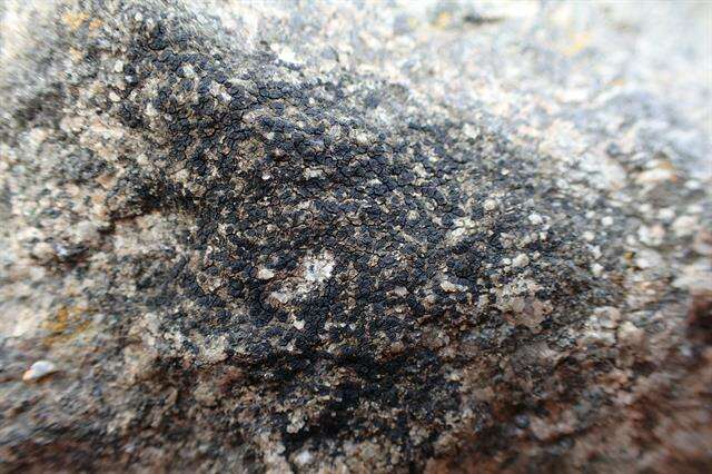 Image of polysporina lichen