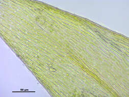 Image of goldenleaf campylium moss