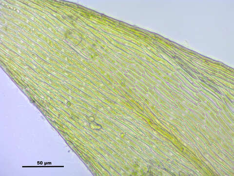 Image de Campylium chrysophyllum J. M. Lange 1887