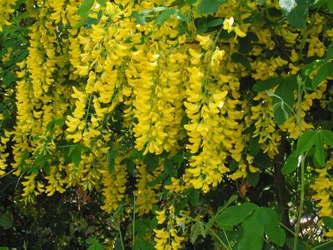 Image of Laburnum