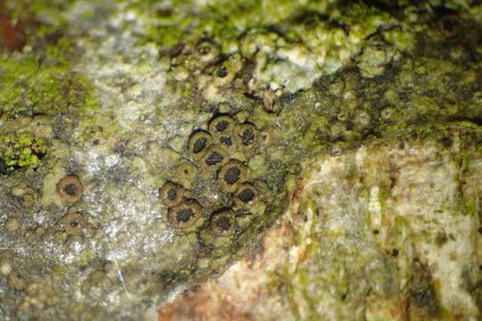 Image de Rinodina sophodes (Ach.) A. Massal.