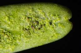 Image of Scoliciosporum lichens