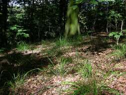 Image of fescue