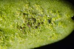 Image of Scoliciosporum lichens