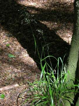 Image of fescue