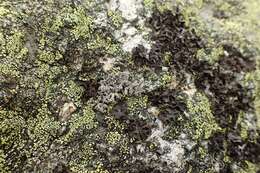 صورة <i>Stereocaulon vesuvianum</i>