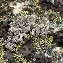 صورة <i>Stereocaulon vesuvianum</i>