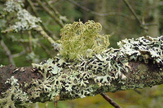 Image of Beard lichen