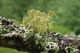 Image of Beard lichen