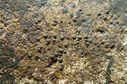 Image of wart lichen