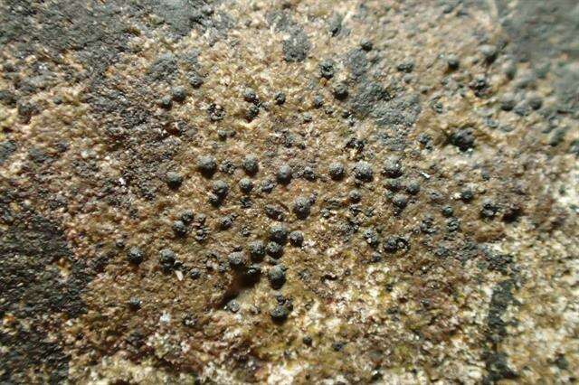 Image of wart lichen