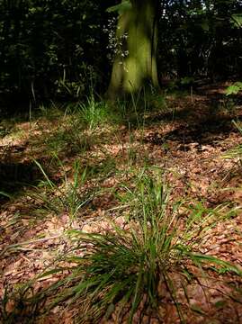 Image of fescue