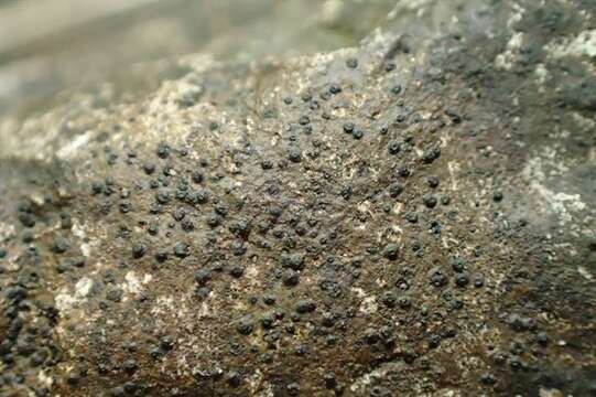 Image of wart lichen