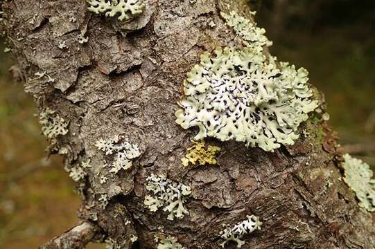 Image of Sunshine lichens