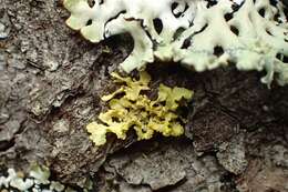 Image of Sunshine lichens