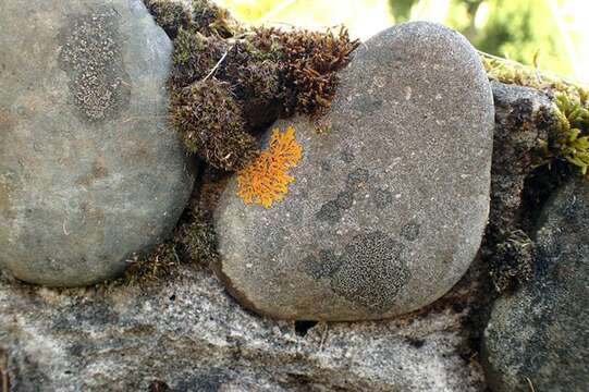 Image of orange wall lichen