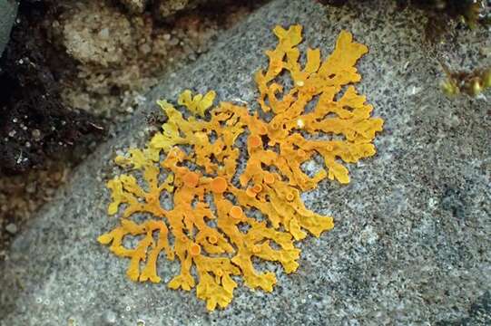 Image of orange wall lichen