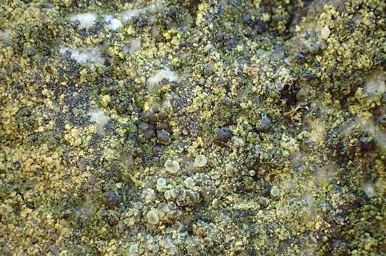 Image of scoliciosporum lichen