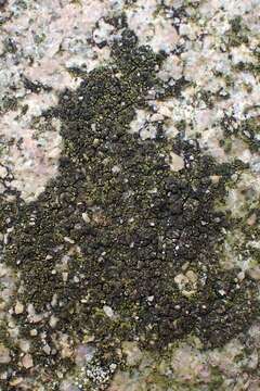 Image of scoliciosporum lichen