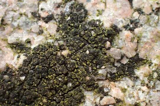 Image of scoliciosporum lichen