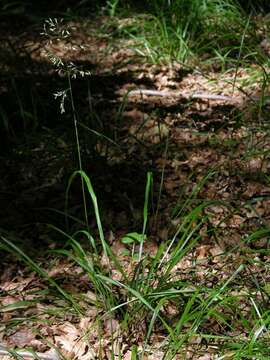 Image of fescue