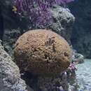 Image of Caespitose tube coral