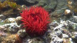 Image of Sea Anemone