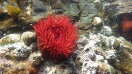 Image of Sea Anemone